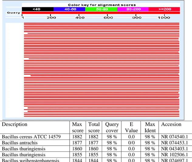 Gambar 12. Analisis Hasil BLASTN Gen 16S rRNA Isolat Bakteri Limbah            Kepiting 