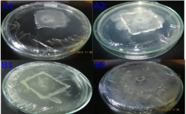 Gambar 6 a-b. Perbandingan Hasil Pengujian Aktivitas Bakteri Kitinolitik Limbah           Udang dan Kepiting dalam Menghambat Pertumbuhan Jamur  