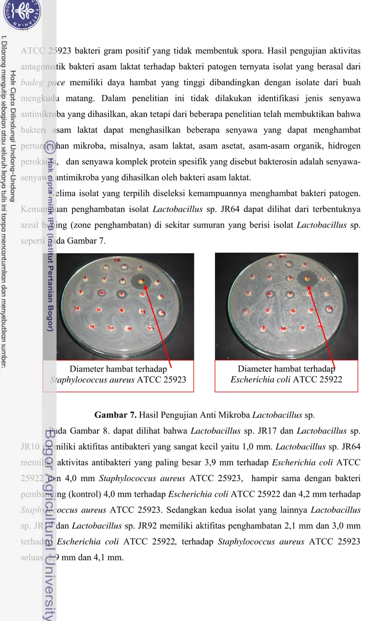 Gambar 7. Hasil Pengujian Anti Mikroba Lactobacillus sp. 