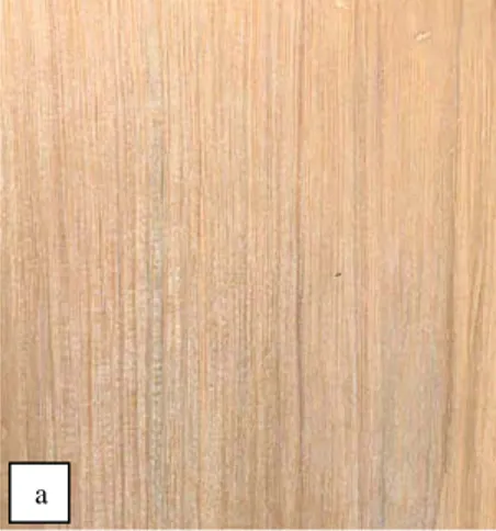 Gambar 15  (Figure 15).  Penampang longitudinal batang (Stem  longitudinal  surface).  a) S