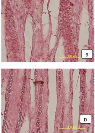 Gambar  2.  (A)  Penampang  melintang  batang  V.  sarawakensis  Heim;  (B)  Penampang  radial  V