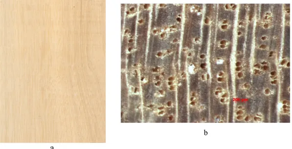 Gambar 1.  Penampang memanjang (a) dan melintang (b) (makroskopis) kayu   Crataeva sp