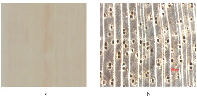 Gambar 3.  Penampang  memanjang  (a)  dan  melintang  (b)  (makroskopis)  kayu  Crataeva  membranifolia  10x
