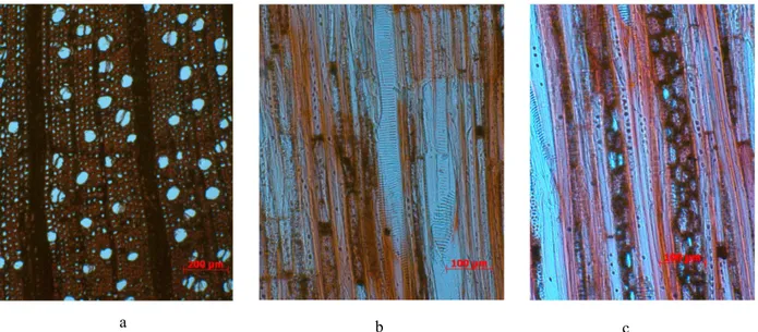 Figure 5.  Longitudinal  (a)  and  transversal  (b)  section  of  Viburnum  sambucinum  in  macroscopic feature, x10