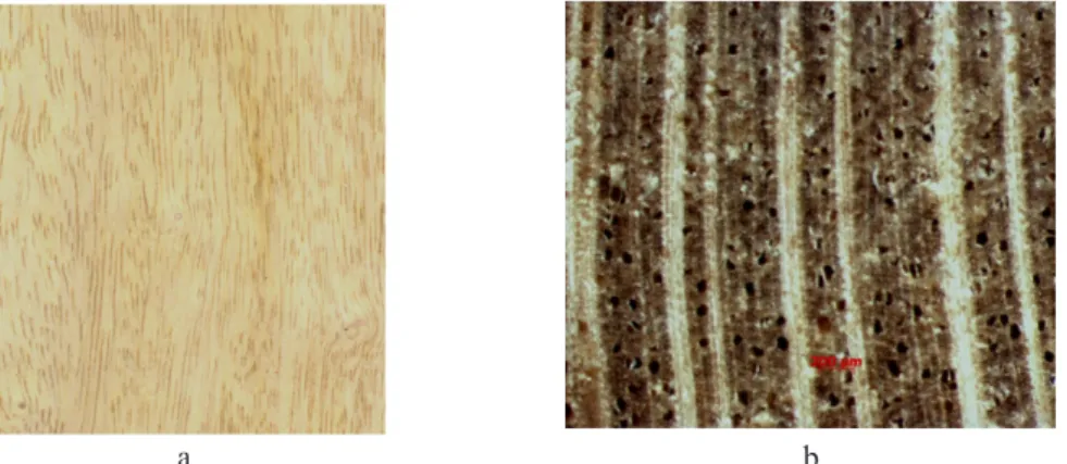 Gambar 7.   Penampang memanjang (a) dan melintang (b) (makroskopis) kayu  Ascarina sp