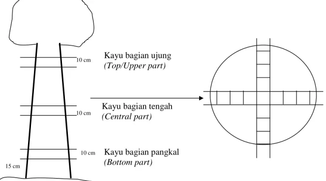 Gambar 1. Cara pengambilan sampel  Figure 1. Cutting pattern of wood sample 