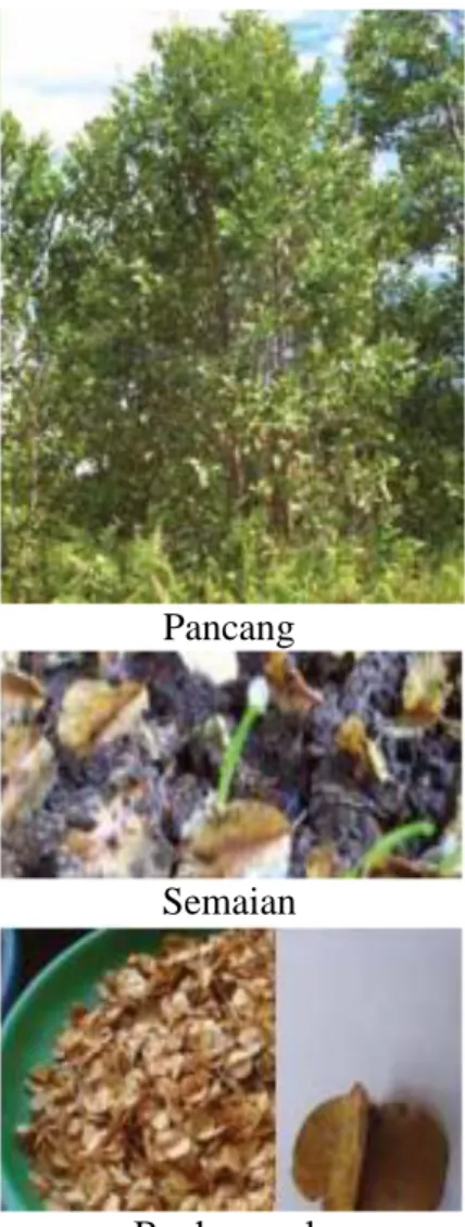 Gambar 1 Morfologi tumbuhan Combretocarpus rotundatus Miq. 