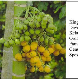 Gambar 1. Tumbuhan pinang (Areca catechu L.) (Syamsuhidayat dan Hutapea, 1991) Tabel 3