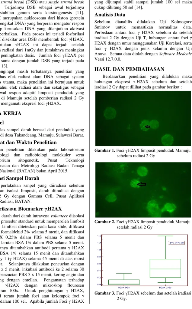 Gambar 1. Foci γH2AX limposit penduduk Mamuju  sebelum radiasi 2 Gy 