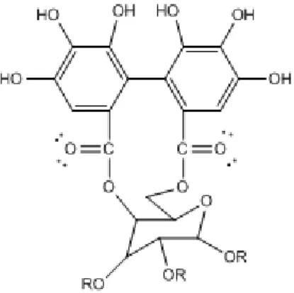 Gambar 6.  Struktur elagitanin (Khanbabaee and Ree, 2001) 