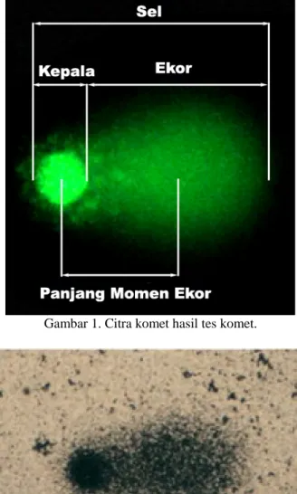 Gambar 1. Citra komet hasil tes komet. 