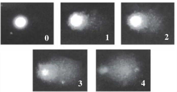 Gambar 5. Lima tingkat kerusakan DNA yang  tervisualisasikan dengan tes komet. 