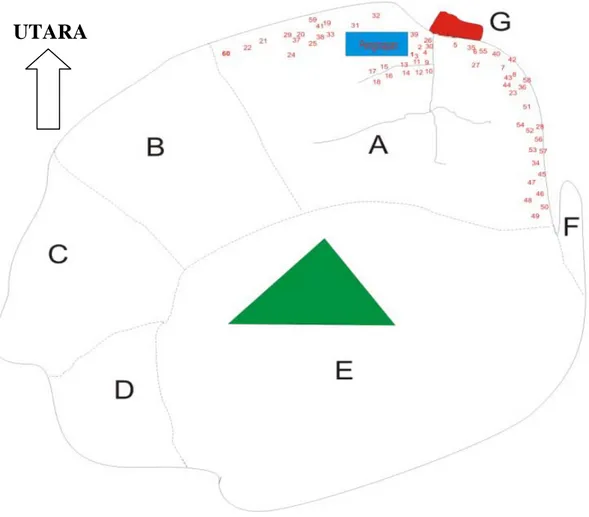 Gambar 2. Peta Sebaran Sarang Rayap Pohon Nasutitermes sp. di Pulau Sebesi   (lokasi sarang ditunjukkan dengan angka-angka berwarna merah) 