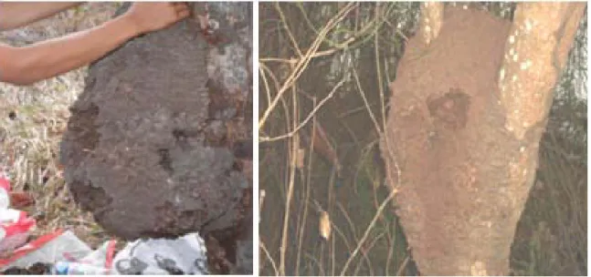Gambar 3. Dua buah sarang rayap Nasutitermes sp. yang ditemukan   pada pohon-pohon di Pulau Sebesi 