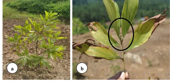 Gambar  9    Gejala  tanaman  stagnan  akibat  kekurangan  unsur  Ca  (a)  dan  penampakan apikal tanaman yang tidak berkembang (b) 