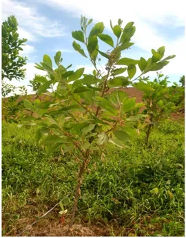 Gambar 10  Tanaman A. mangium yang mengalami gangguan pertumbuhan akibat  gulma 