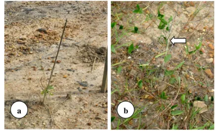 Gambar 6  Sisa ajir tanaman A. mangium yang mengalami kematian (a) dan sisa  batang tanaman mati (b) 