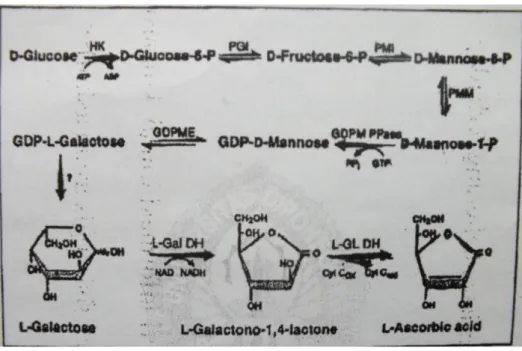 Gambar 6. Skema pembentukan asam askorbat  Sumber: Smirnoff (1996) 
