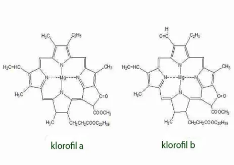 Gambar 2. Struktur klorofil a dan b (Anonim, 2011)  Kekurangan Air Sebagai Cekaman 