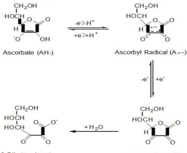 Gambar 5. Keseimbangan spesies redoks dalam sistem asam askorbat asam-  Dehidroaskorbat