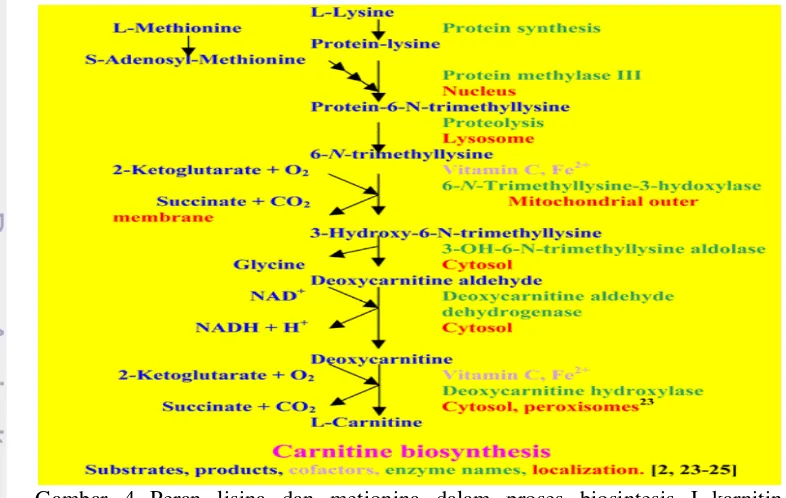 Gambar 4 Peran lisina dan metionina dalam proses biosintesis L-karnitin  (Sumber : Scholte  2003) 