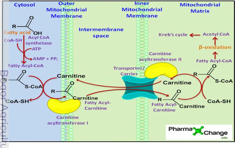 Gambar 5   Peran L-karnitin pada proses metabolisme asam lemak (Sumber : 