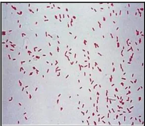Gambar 1. Hasil pewarnaan Gram Aeromonas hydrophila  Bakteri  Pseudomonas 