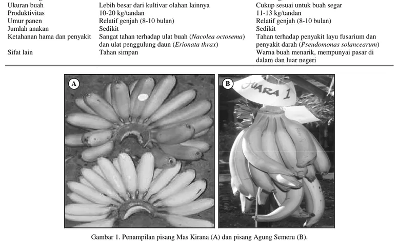 Tabel 3.  Sifat pisang varietas Agung Semeru dan Mas Kirana.