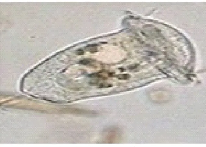 Gambar 3. Gyrodactylus sp. Gambar 4. Argulus sp.