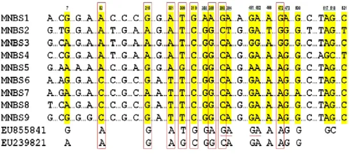 Gambar 3.  Representasi situs SNP pada fragmen MNBS. Situs SNP dengan latar belakang kuning ialah situs SNP yang  menyebabkan terjadinya substitusi asam amino, sedangkan situs SNP di dalam kotak merah ialah situs SNP  terpilih untuk pembuatan primer SNAP