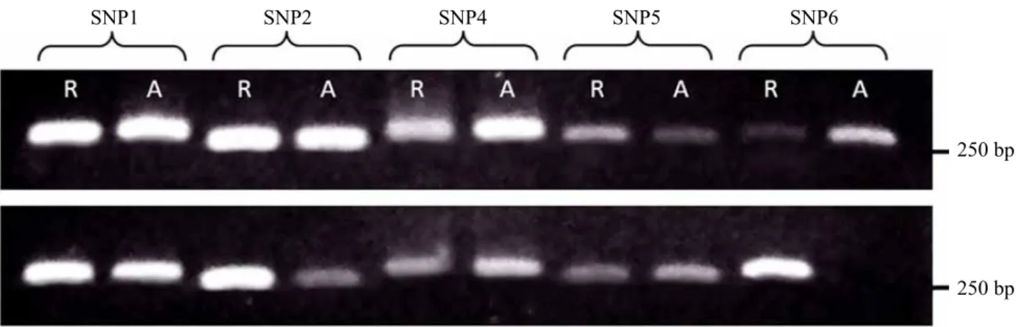 Gambar 5.  Produk PCR hasil amplifikasi menggunakan10 pasang primer SNAP dan genom tanaman  pisang cv