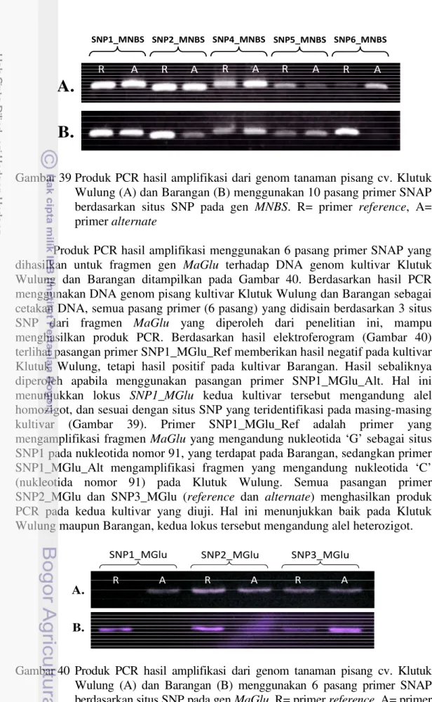 Gambar 39 Produk PCR hasil amplifikasi dari genom tanaman pisang cv. Klutuk  Wulung (A) dan Barangan (B) menggunakan 10 pasang primer SNAP  berdasarkan  situs  SNP  pada  gen  MNBS