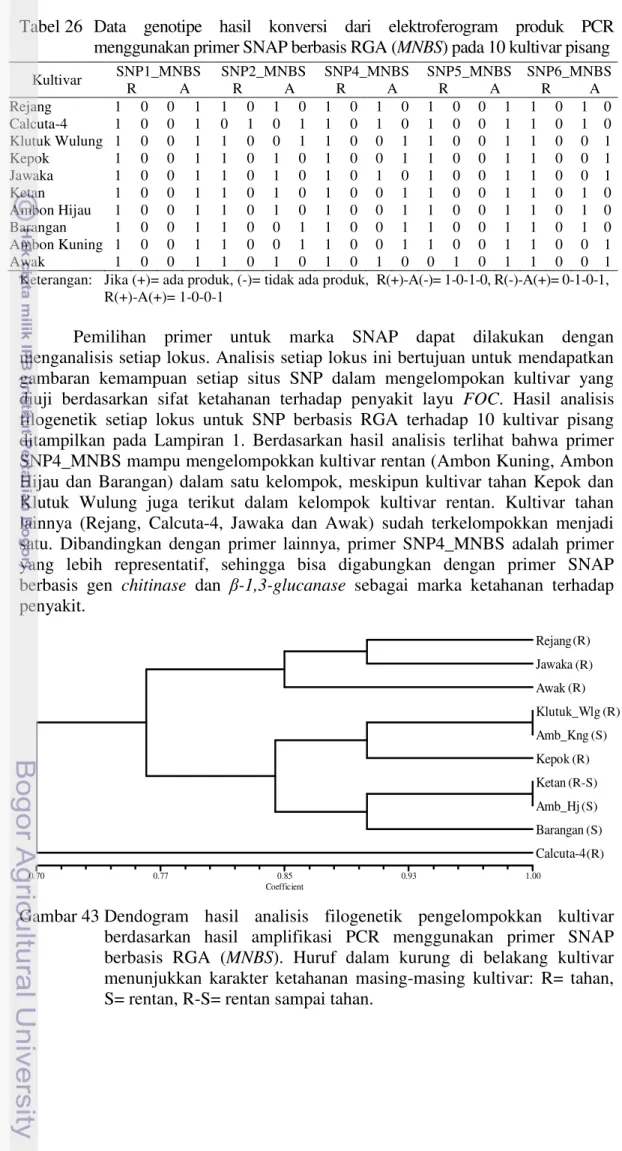 Tabel 26   Data  genotipe  hasil  konversi  dari  elektroferogram  produk  PCR  menggunakan primer SNAP berbasis RGA (MNBS) pada 10 kultivar pisang 
