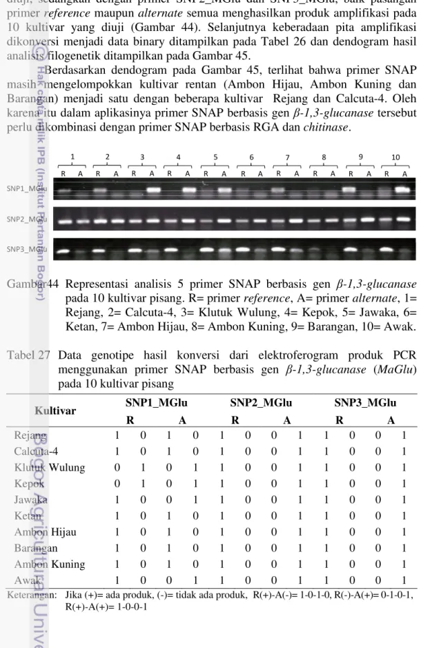 Tabel 27   Data  genotipe  hasil  konversi  dari  elektroferogram  produk  PCR  menggunakan  primer  SNAP  berbasis  gen  β-1,3-glucanase  (MaGlu)  pada 10 kultivar pisang 
