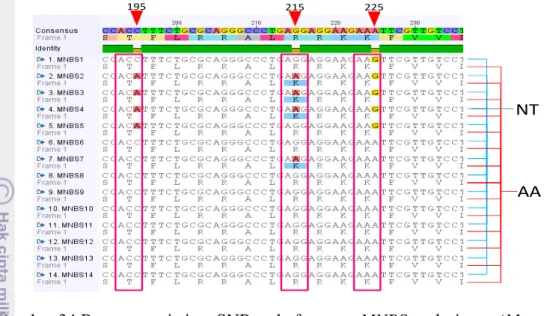 Gambar 35  Representasi situs SNP pada fragmen MNBS. Situs SNP dengan latar  belakang  kuning  adalah  situs  SNP  yang  menyebabkan  terjadinya  substitusi  asam  amino  sedangkan  situs  SNP  di  dalam  kotak  merah  adalah  situs  SNP  terpilih  untuk  