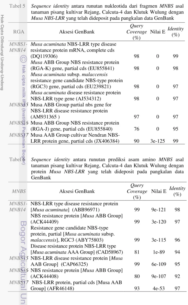 Tabel 5  Sequence  identity  antara  runutan  nukleotida  dari  fragmen  MNBS  asal  tanaman pisang kultivar Rejang, Calcuta-4 dan Klutuk Wulung dengan  Musa NBS-LRR yang telah dideposit pada pangkalan data GenBank 