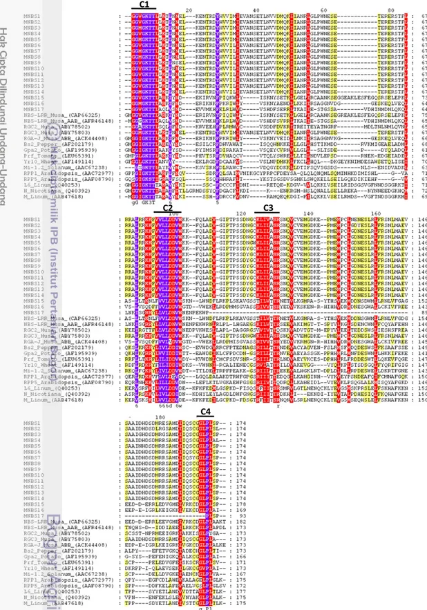 Gambar 16  Analisis  pensejajaran  sekuen  prediksi  asam  amino  MNBS  dengan  beberapa protein Musa NBS-LRR dan protein R yang terdeposit pada  GenBank