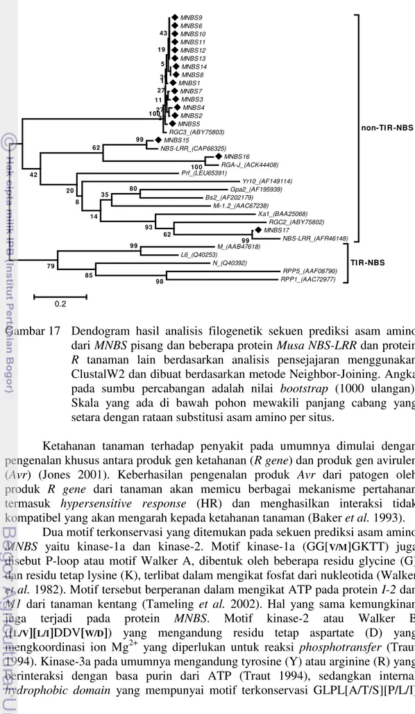 Gambar 17  Dendogram  hasil  analisis  filogenetik  sekuen  prediksi  asam  amino  dari MNBS pisang dan beberapa protein Musa NBS-LRR dan protein  R  tanaman  lain  berdasarkan  analisis  pensejajaran  menggunakan  ClustalW2 dan dibuat berdasarkan metode N