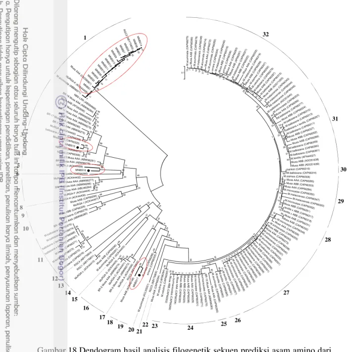 Gambar 18 Dendogram hasil analisis filogenetik sekuen prediksi asam amino dari  MNBS pisang dan Musa NBS-LRR yang terdeposit pada GenBank dan  dibuat  berdasarkan  metode  Neighbour  Joining
