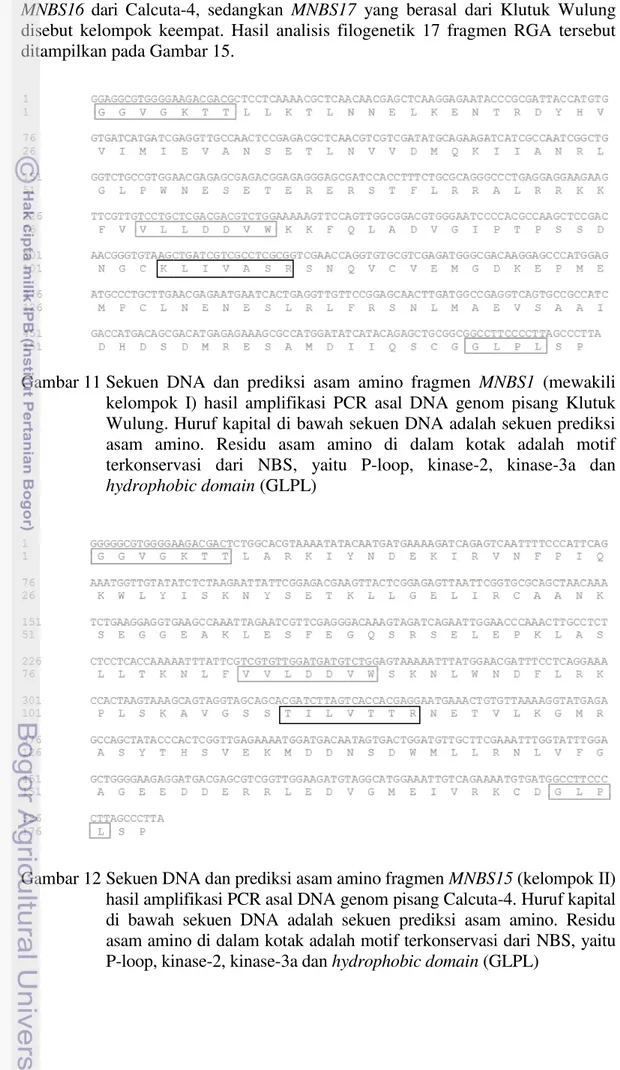 Gambar 11  Sekuen  DNA  dan  prediksi  asam  amino  fragmen  kelompok  I)
