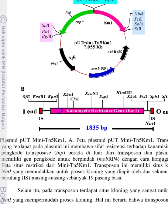 Gambar  1  Plasmid  pUT  Mini- Tn5Km1.  A.  Peta  plasmid  pUT  Mini