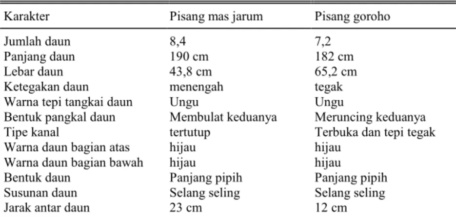 Tabel 3 juga menunjukkan bahwa untuk variabel jumlah daun ada perbedaan dari kedua  varietas,  di  mana  pisang  jarum  mas  memiliki  daun  yang  lebih  banyak,  begitu  pula  dengan  karakter jarak antar daun