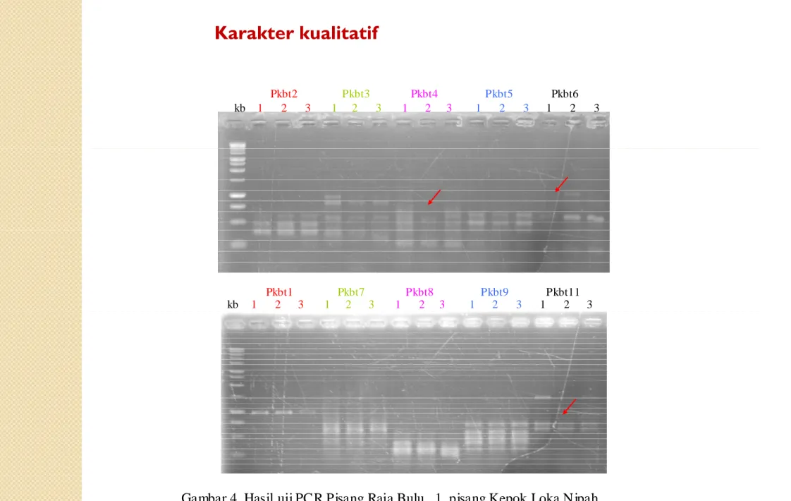 Gambar 4. Hasil uji PCR Pisang Raja Bulu.  1. pisang Kepok Loka N ipah,                       2