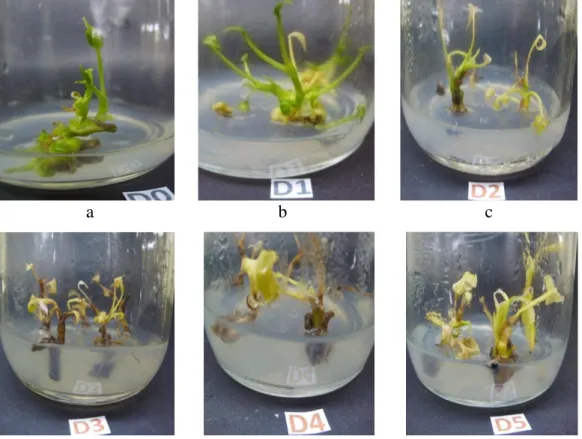 Gambar  8.  .Tunas  Tanaman  Anthurium  Wave  of  Love  In  Vitro  yang  Mampu    Bertahan    Hidup    sampai    16  MSR  (a)  Kontrol,  (b) 10 Gy, (c) 20 Gy, (d)  30 Gy, (e) 40 Gy, dan (f) 50 Gy   Menurut Harten (1998) kematian tanaman yang diradiasi dise