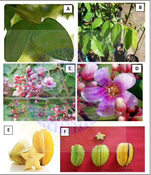 Gambar  2.5  Morfologi  tanaman  Averrhoa  carambola  L.(A-B)  daun  Averrhoa  carambola  L.,  (C-D)  bunga  Averrhoa  caramboala  L.,  (E)  buah  Averrhoa  cambola  L,  (F)  buah  pada  tiga  tahap  kematangan  (1