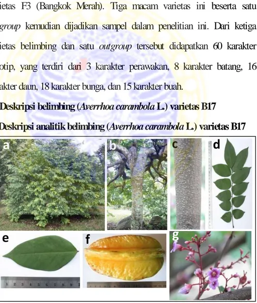 Gambar  4.1  Morfologi  tanaman  belimbing  varietas  B17,  pohon  dan  bentuk tajuk (A), batang dan cabang (B), bintil pada permukaan ranting  (C), daun majemuk (D), anak daun (E), buah (F), bunga (G)