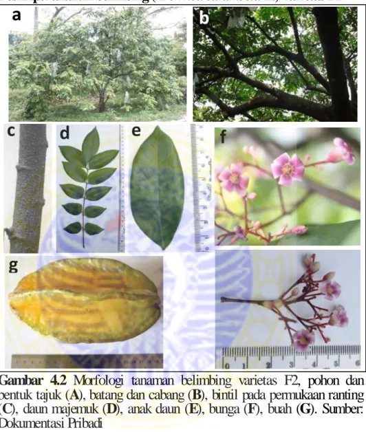 Gambar  4.2  Morfologi  tanaman  belimbing  varietas  F2,  pohon  dan  bentuk tajuk (A), batang dan cabang (B), bintil pada permukaan ranting  (C), daun majemuk (D), anak daun (E), bunga (F), buah (G)