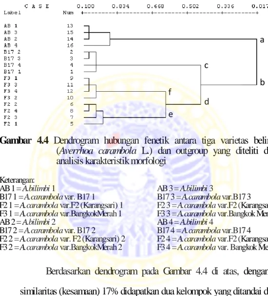 Gambar  4.4  Dendrogram  hubungan  fenetik  antara  tiga  varietas  belimbing    (Averrhoa  carambola  L.)  dan  outgroup  yang  diteliti  dengan  analisis karakteristik morfologi 