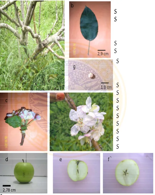 Gambar morfologi eksternal apel (Malus sylvestris L.) varietas Manalagi 