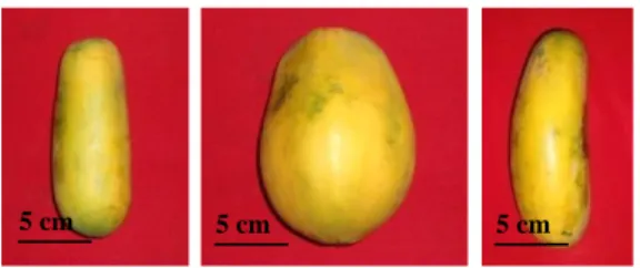 Gambar  6  merupakan  variasi  kelompok  kultivar  Calina  yang  ditemukan  pada  penelitian ini: 